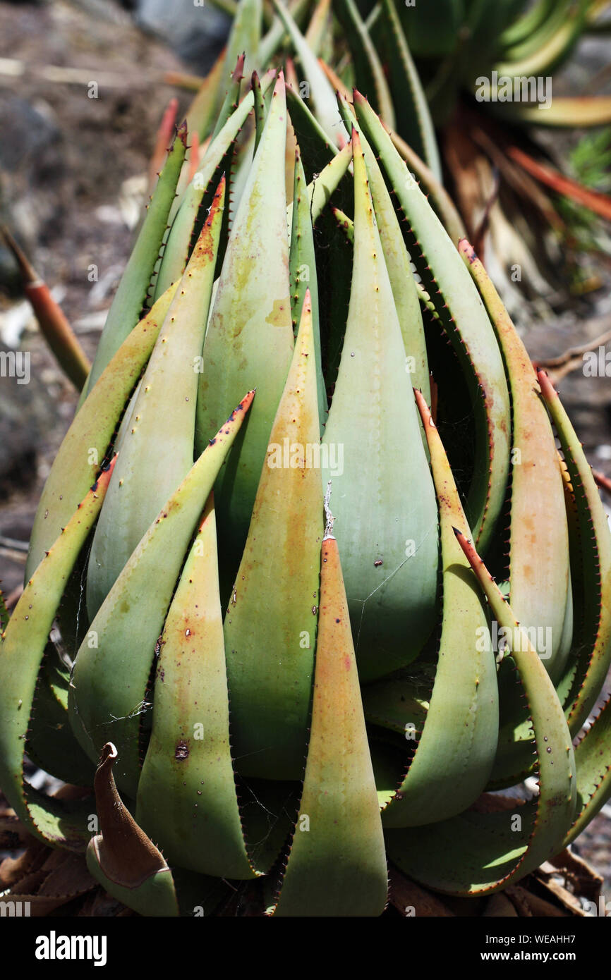 aloe vera gel wunden HELFE Aloe Vera Gel – HELFE GmbH & Co KG