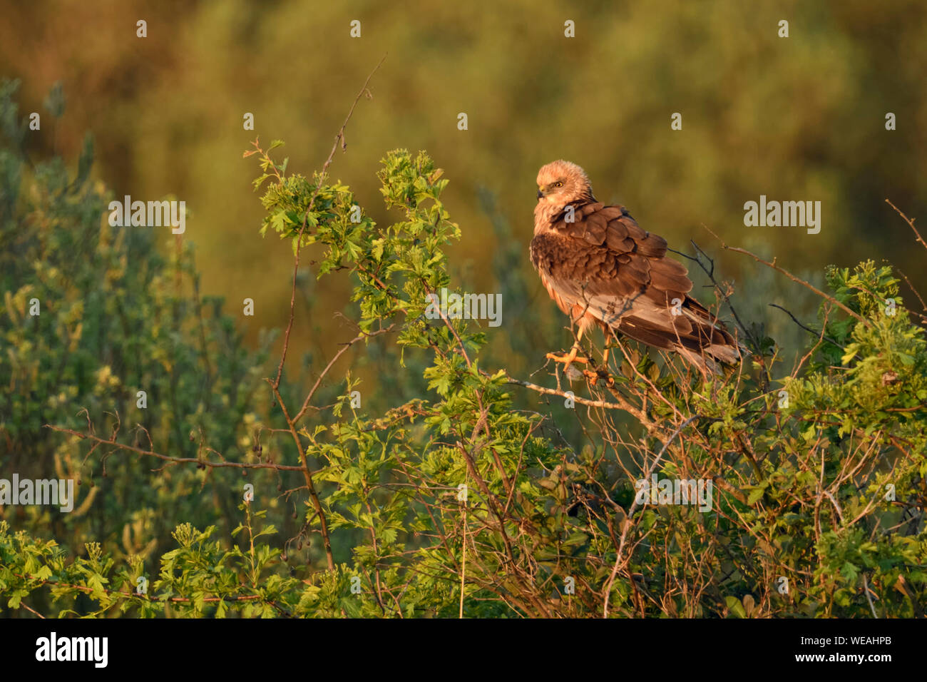 Western Marsh Harrier / Rohrweihe  ( Circus aeruginosus ), adult male, perched on top of some bushes, hunting for food, bird of prey, wildlife, Europe Stock Photo