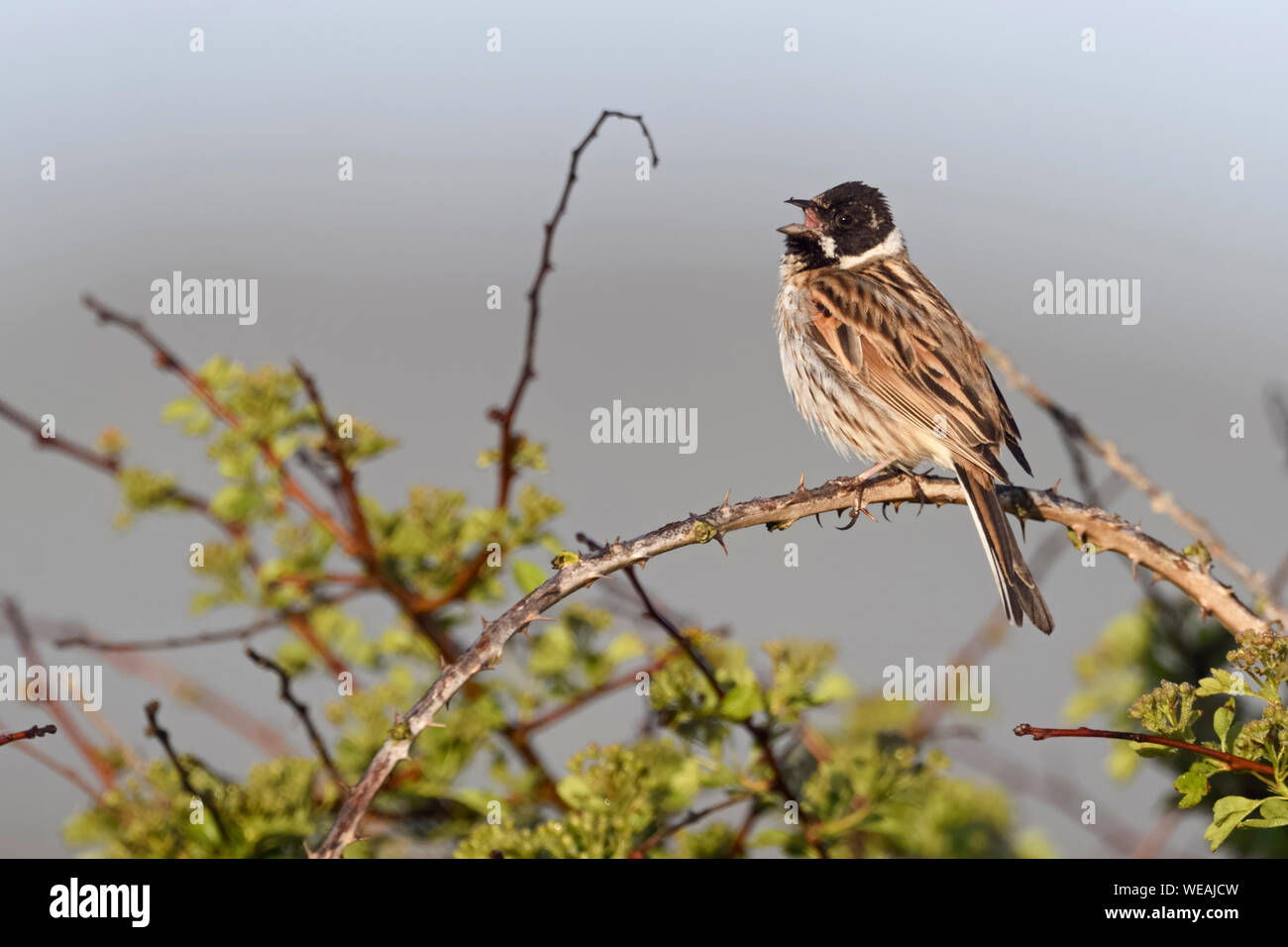 Reed Bunting  / Rohrammer ( Emberiza schoeniclus ), adult male, perched on top of a bush, early in the morning, singing, wildlife, Europe. Stock Photo