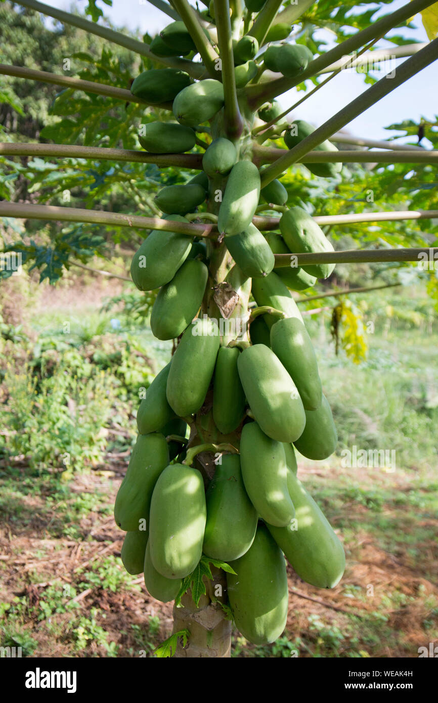 Papayas Growing On Pawpaw Tree Stock Photo Alamy