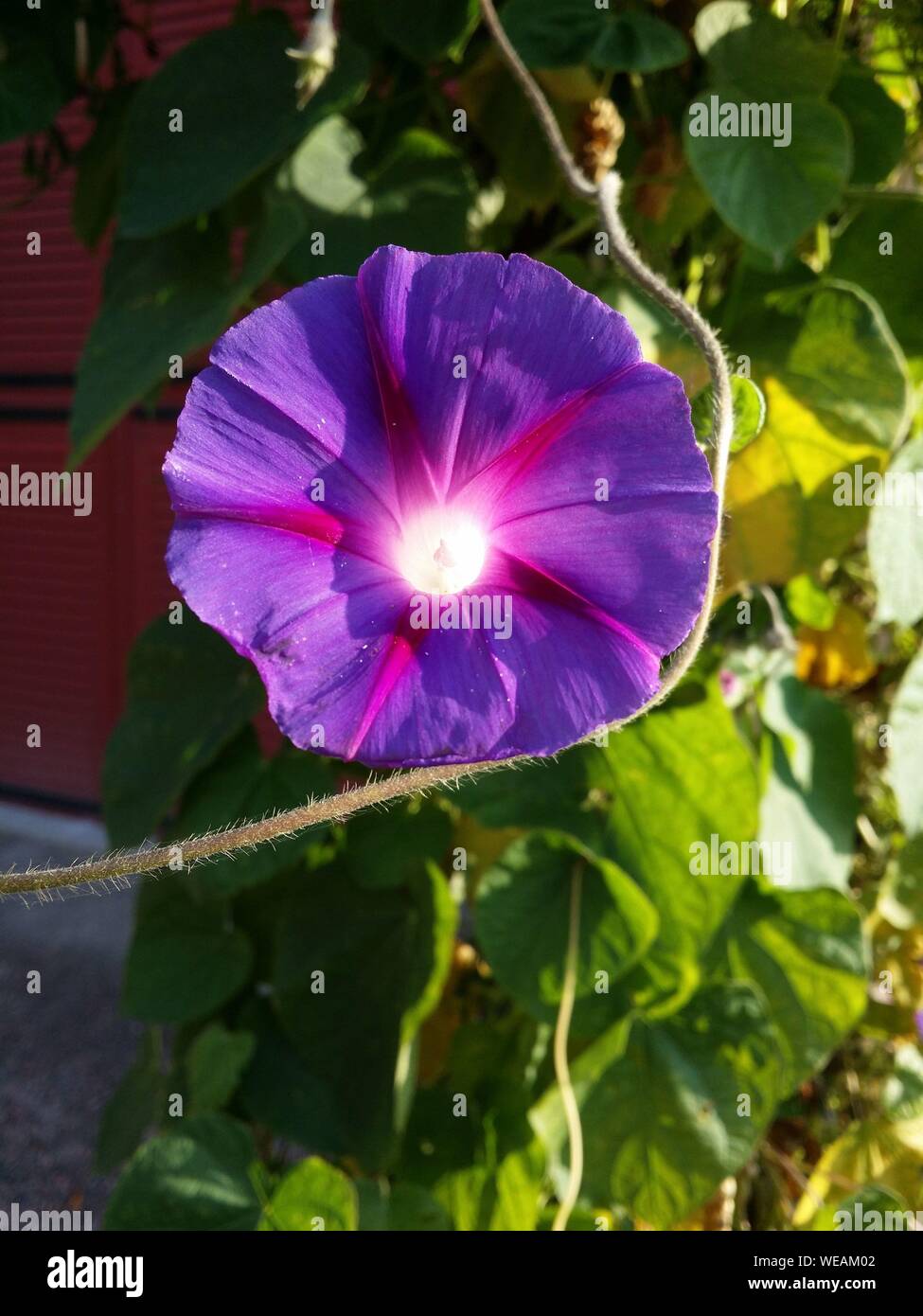 Morning Glories #4B VF 2010 Stock Image