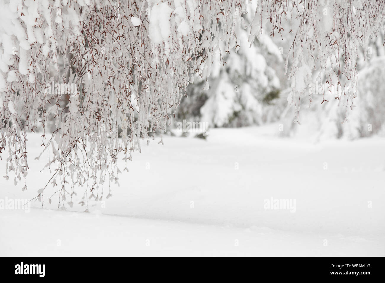 magic winter landscape or white snow background Stock Photo