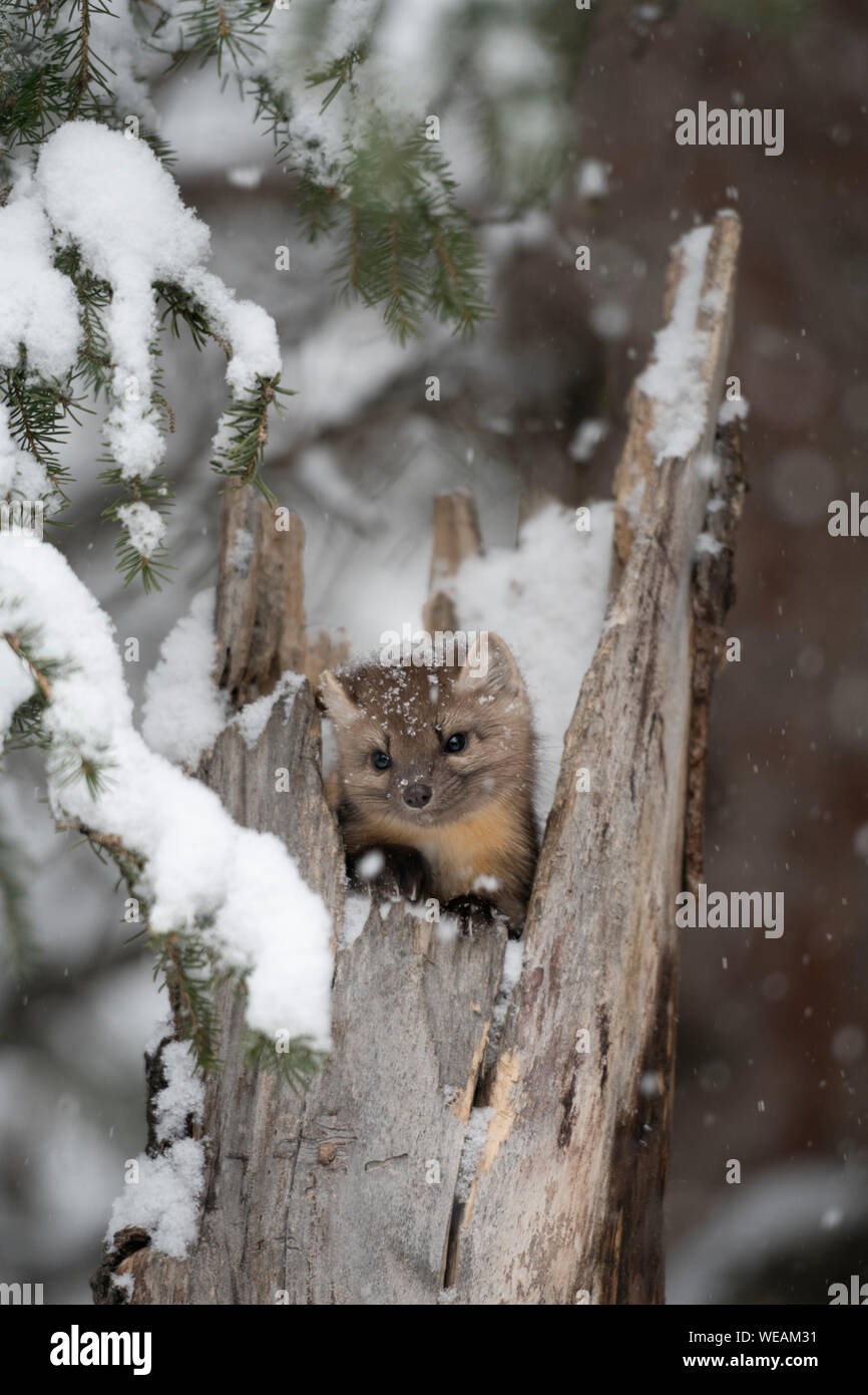 American Pine Marten / Baummarder ( Martes americana ) in winter, watching out of a hollow tree stump during snowfall, looks cute, Montana, USA. Stock Photo
