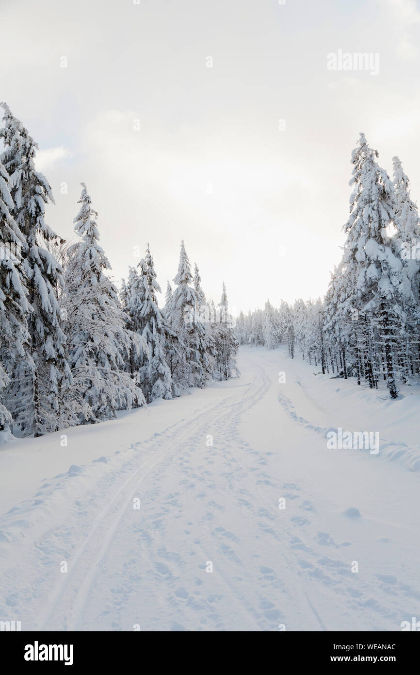 mountain route in winter with trees covered snow Stock Photo