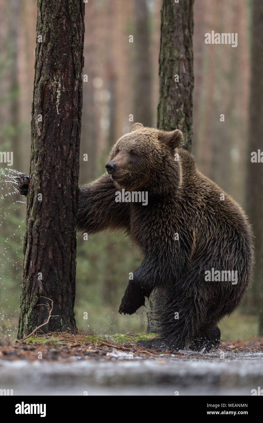 European Brown Bear / Braunbaer ( Ursus arctos ), young, standing on hind legs next to a frozen puddle, boxing, fighting with a tree, looks funny, Eur Stock Photo