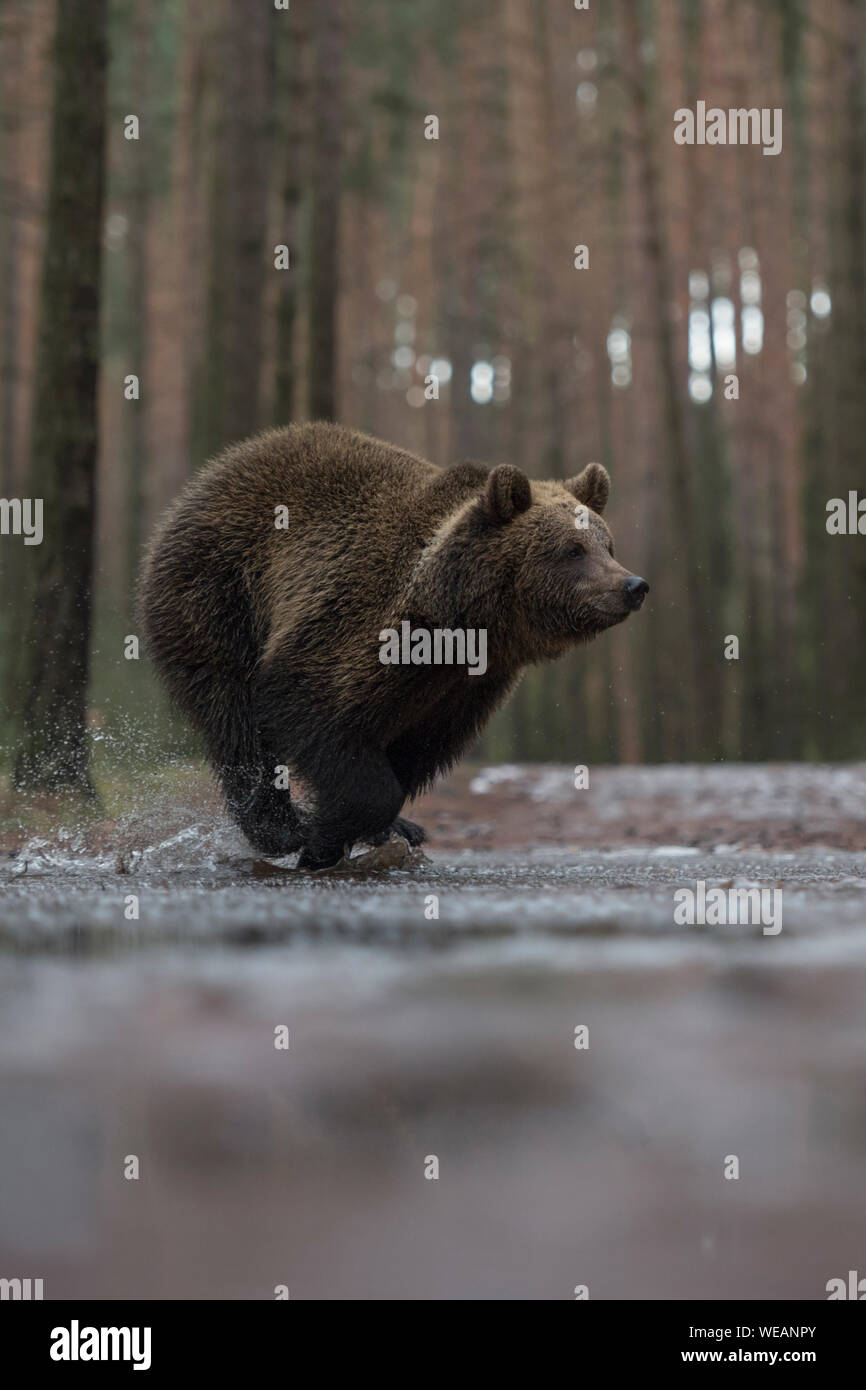 Eurasian Brown Bear / Europaeischer Braunbaer ( Ursus arctos ), young cub in a hurry, running fast through a frozen puddle, crossing a forest road, in Stock Photo