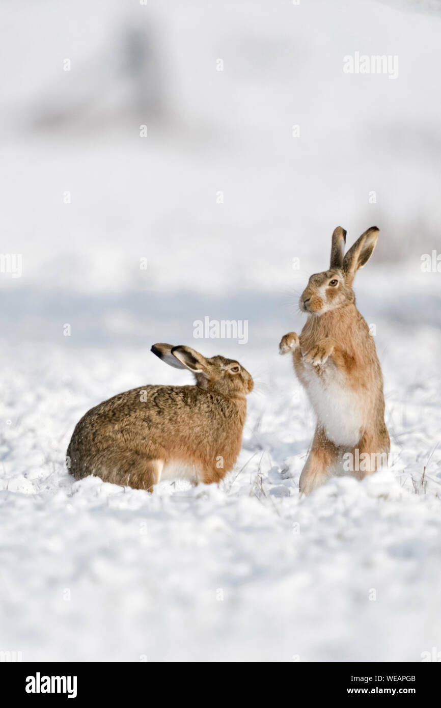 Brown Hare European Hares Feldhasen Lepus Europaeus In Winter 