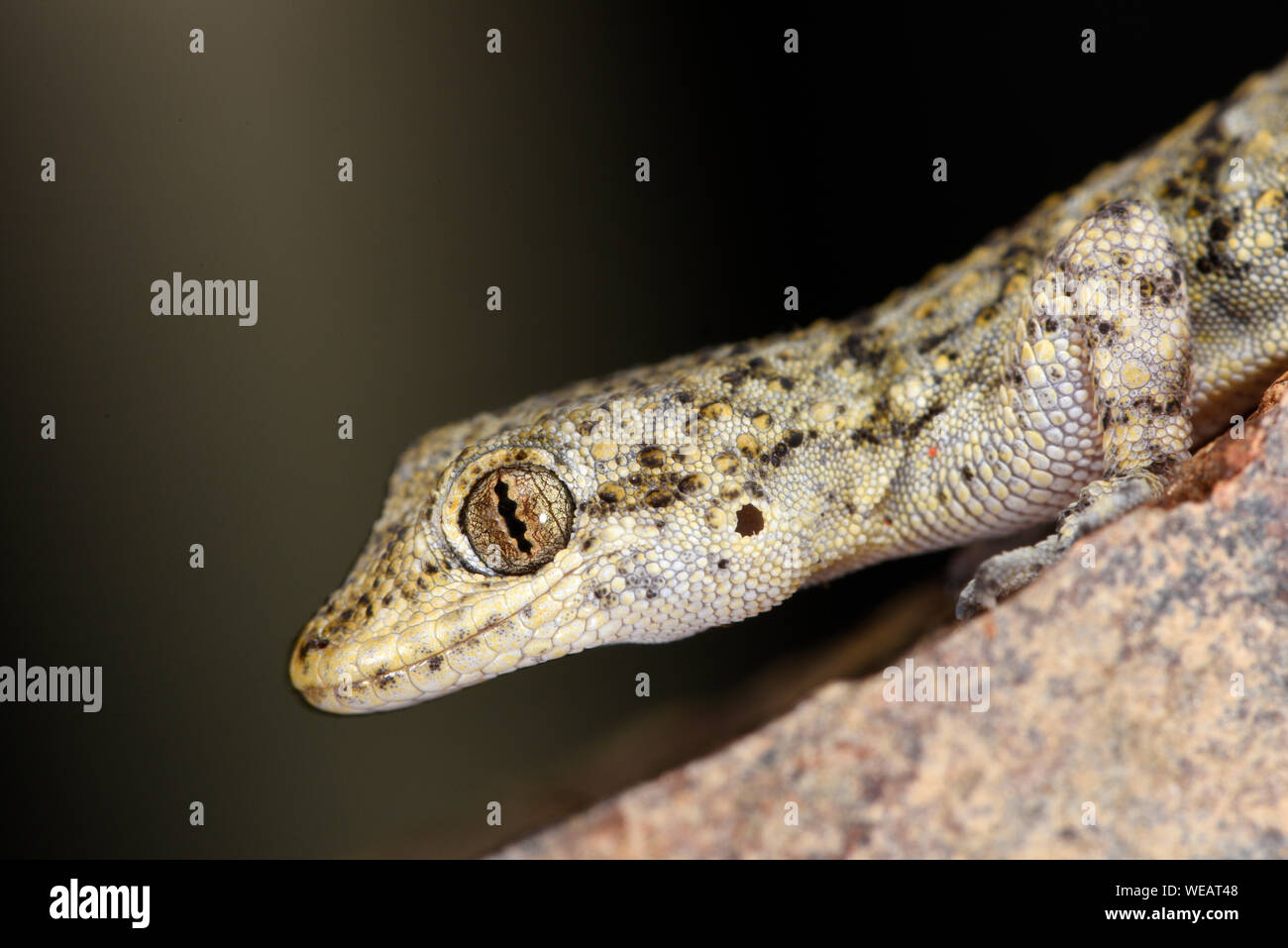 Kotschy's Gecko (Mediodactylus kotschyi) close-up of head, Bulgaria, April Stock Photo