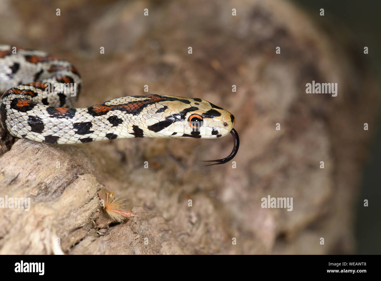European Leopard Snake or Ratsnake (Zamenis situla) close-up of head with tongue extended, Bulgaria, April Stock Photo