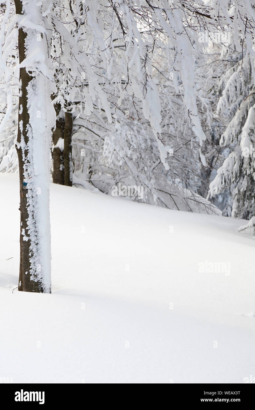 winter forest landscape with empty white space, background Stock Photo