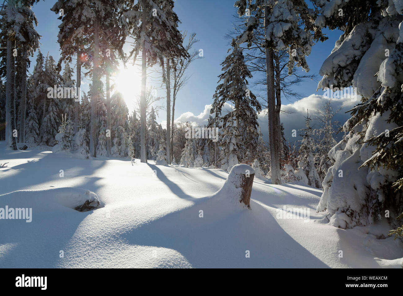 magic winter landscape with sunbeams and shadows, trees covered snow, beautiful blue sky Stock Photo