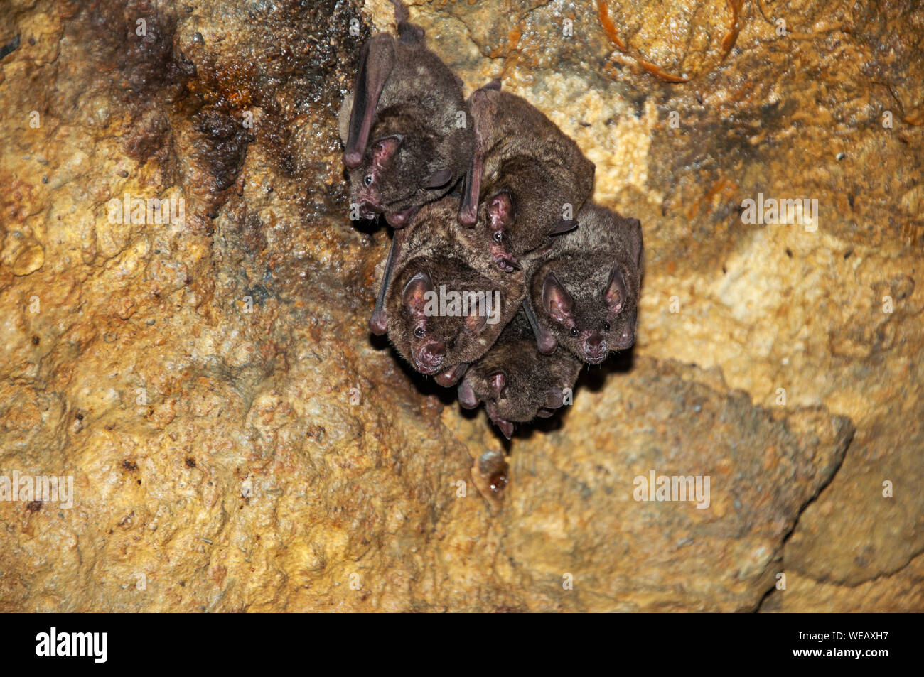 Bats cave people hires stock photography and images Alamy