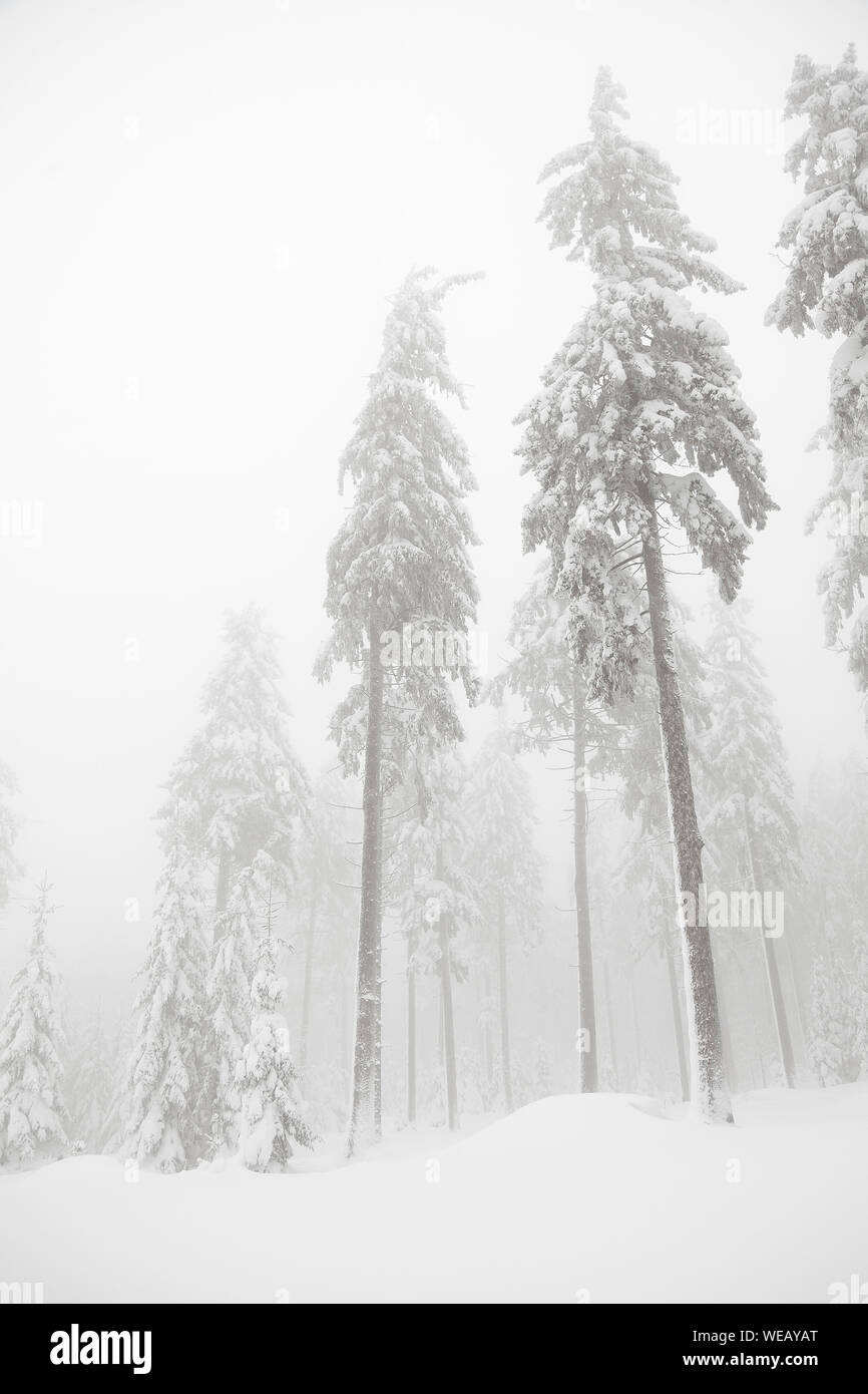 forest covered snow  in fog, winter mysterious scenery Stock Photo