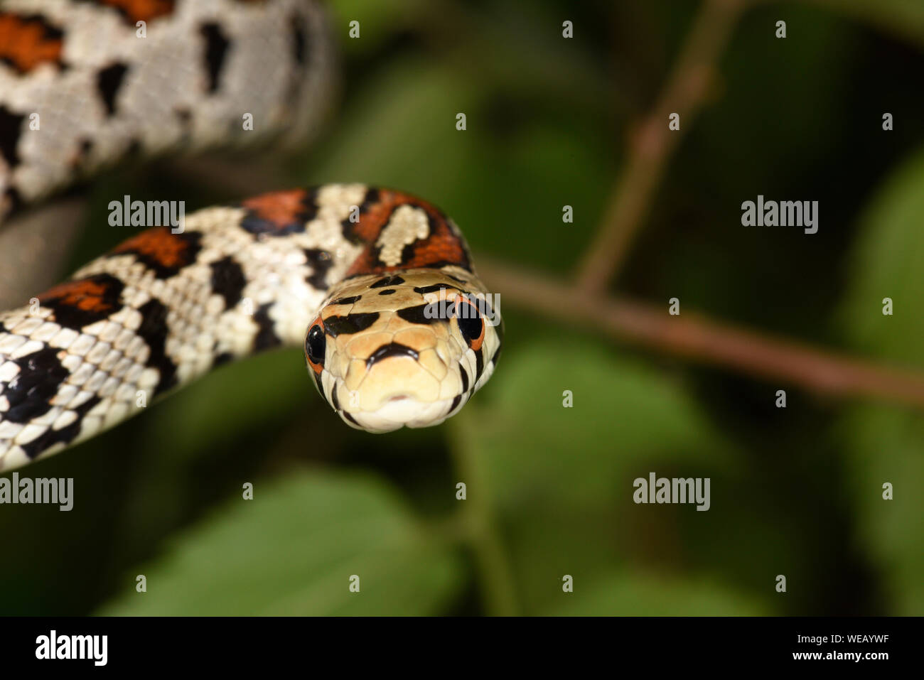 European Leopard Snake or Ratsnake (Zamenis situla) view of head from front, Bulgaria, April Stock Photo