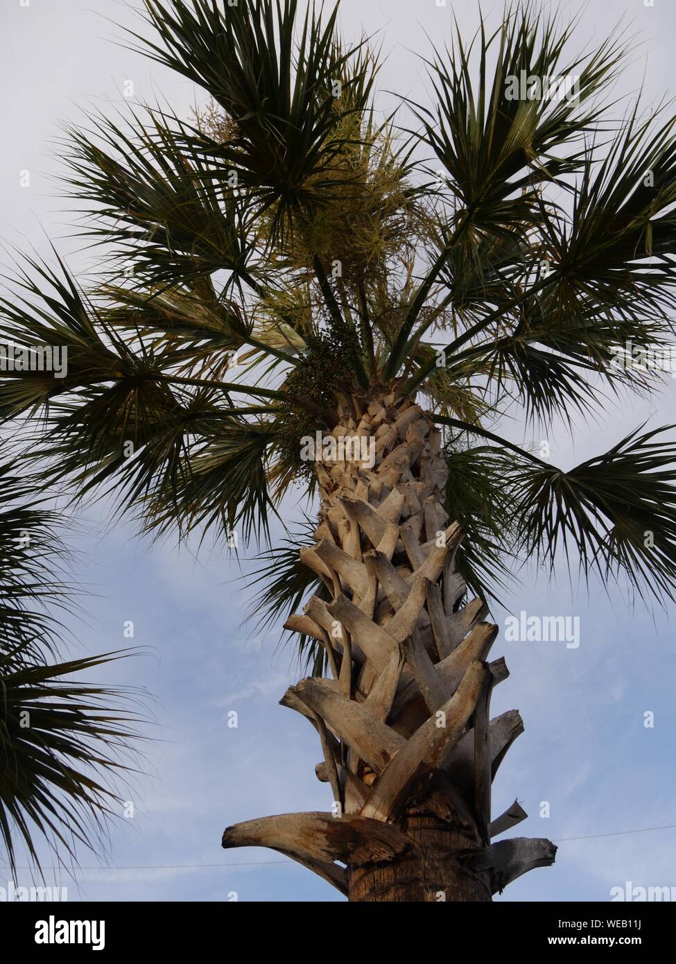 Upward shot of a palm tree, portrait view Stock Photo