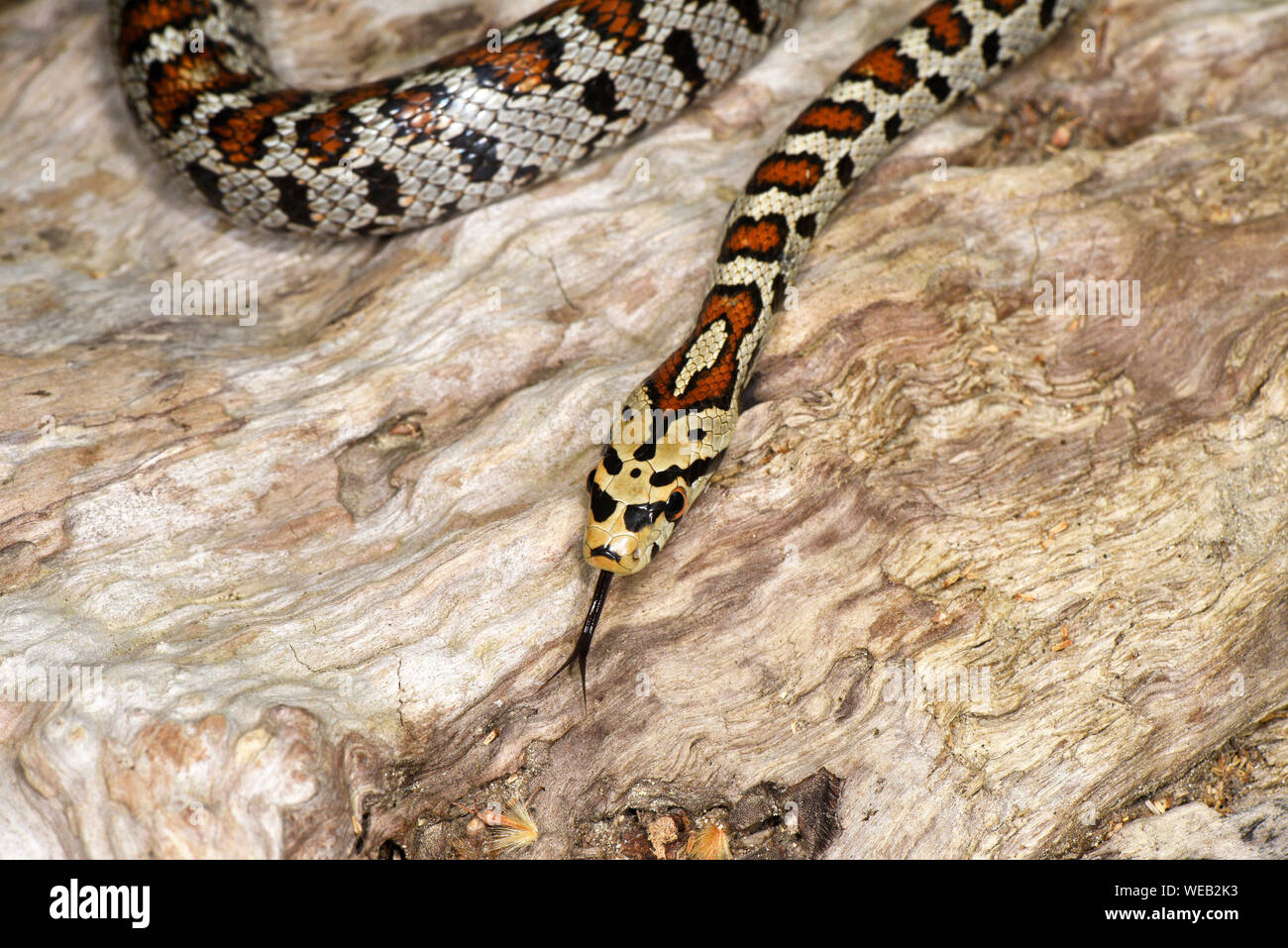 European Leopard or Ratsnake (Zamenis situla) moving over tree with tongue extended, Bulgaria, April Stock Photo