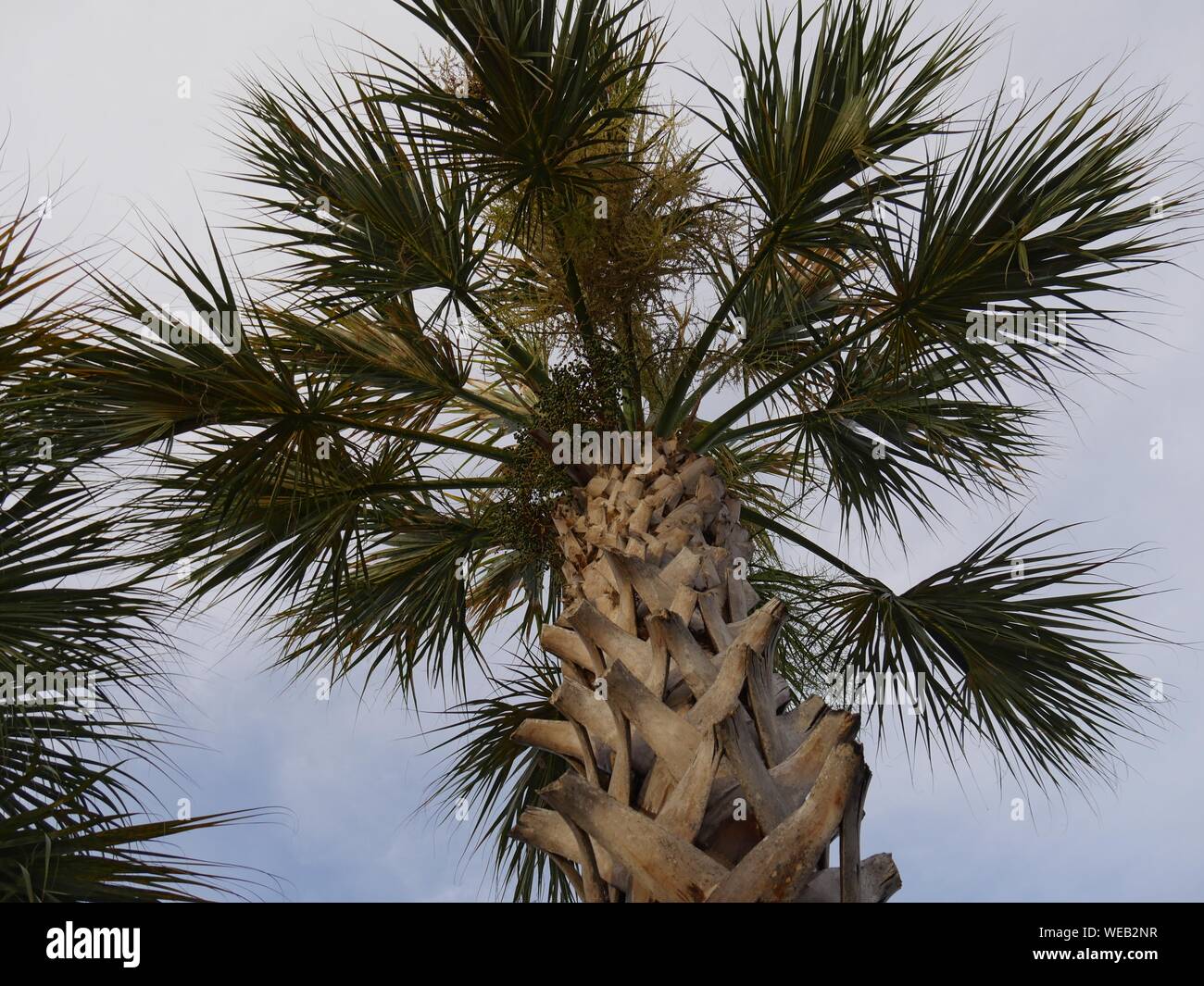 Wide, close upward shot of a palm tree Stock Photo