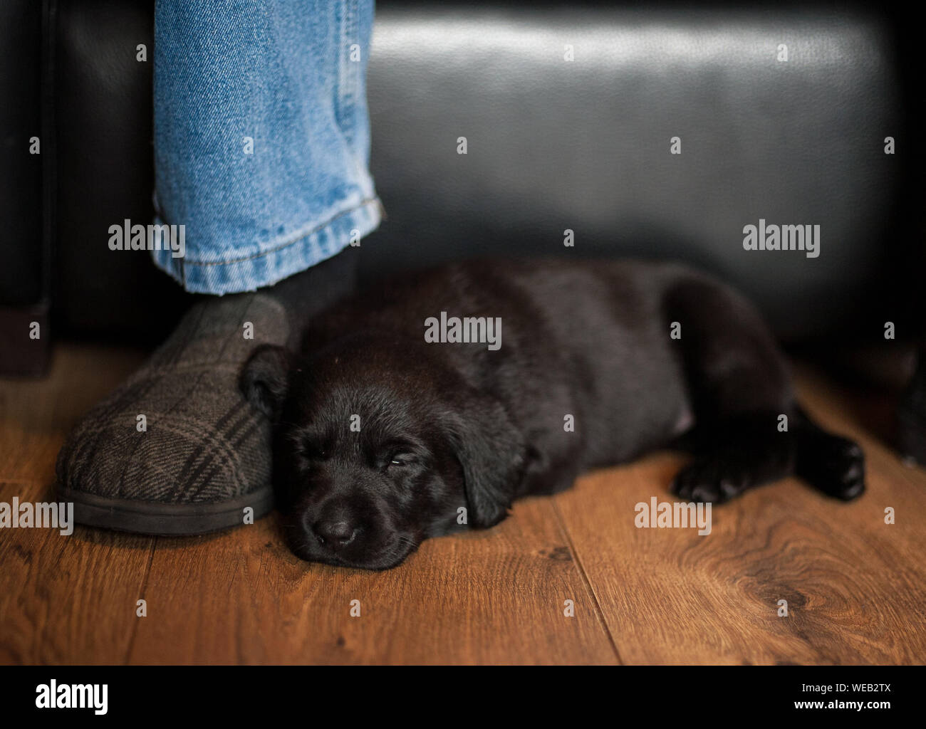 Tired puppy snoozes on its owners slipper Stock Photo