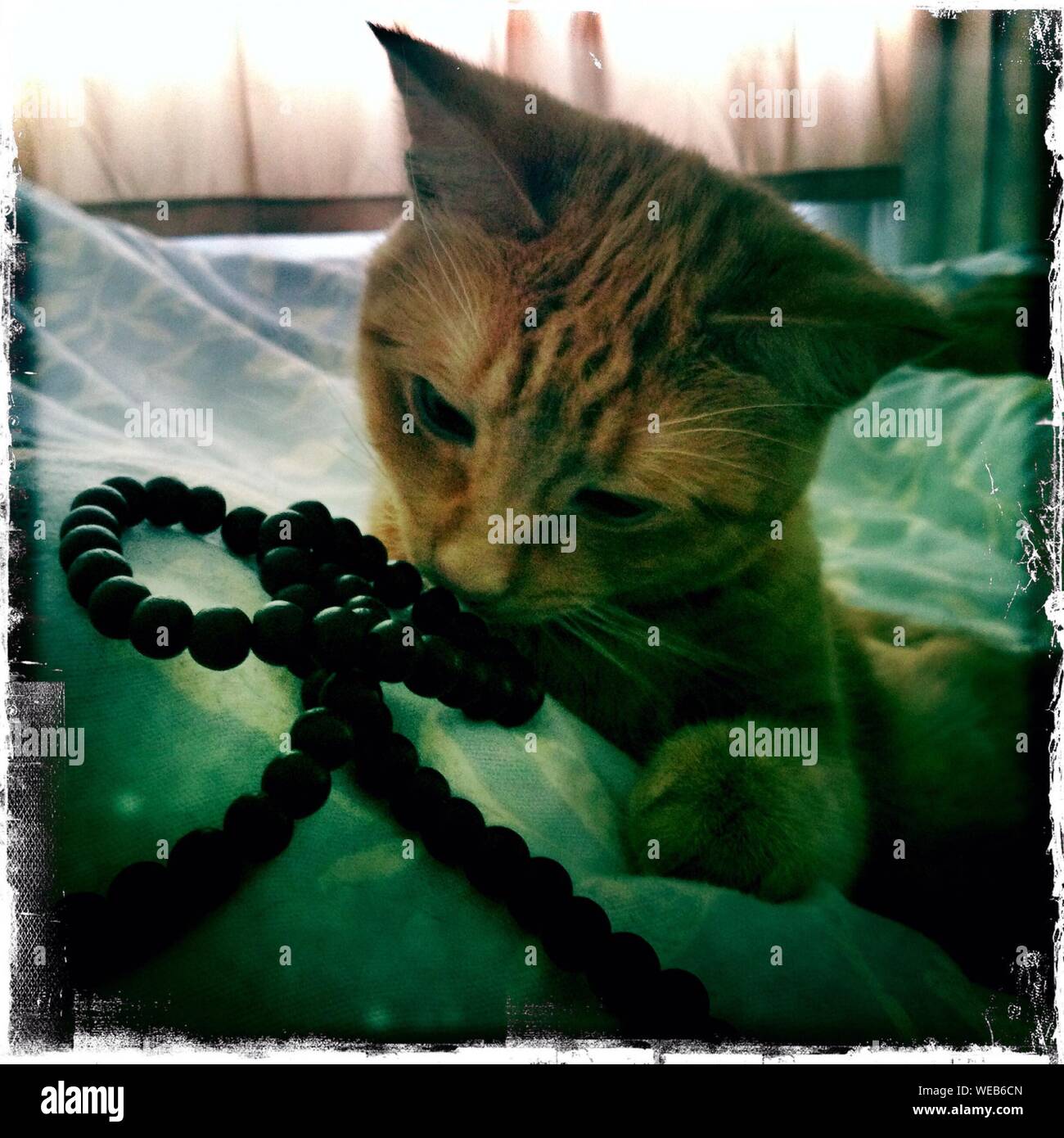 Ginger Cat Biting Necklace Stock Photo Alamy