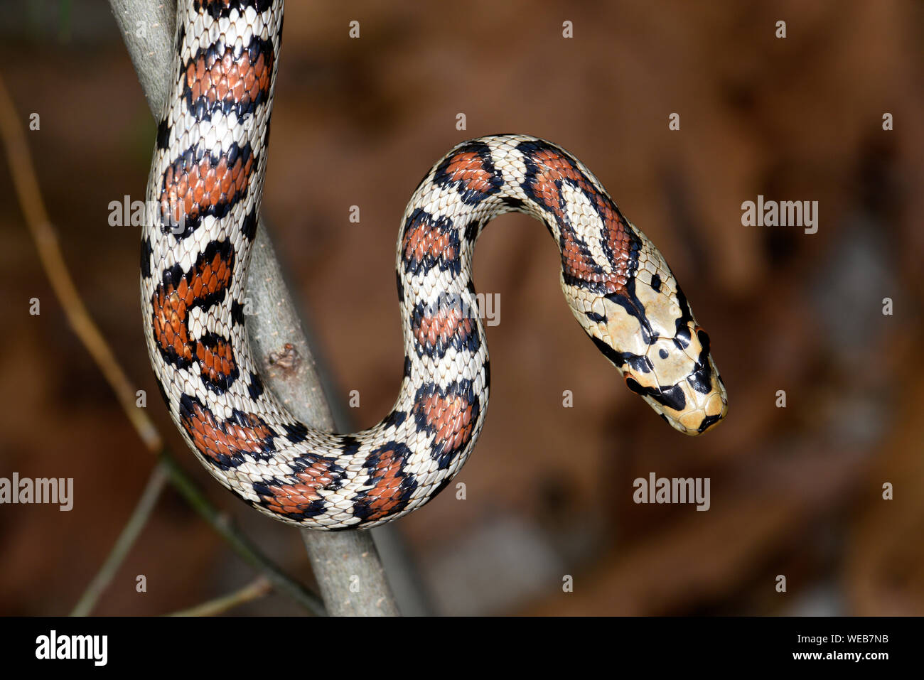 European Leopard or Ratsnake (Zamenis situla) curled up on tree branch, Bulgaria, April Stock Photo