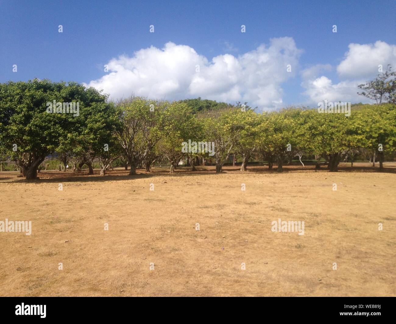 Trees In Arid Climate Stock Photo