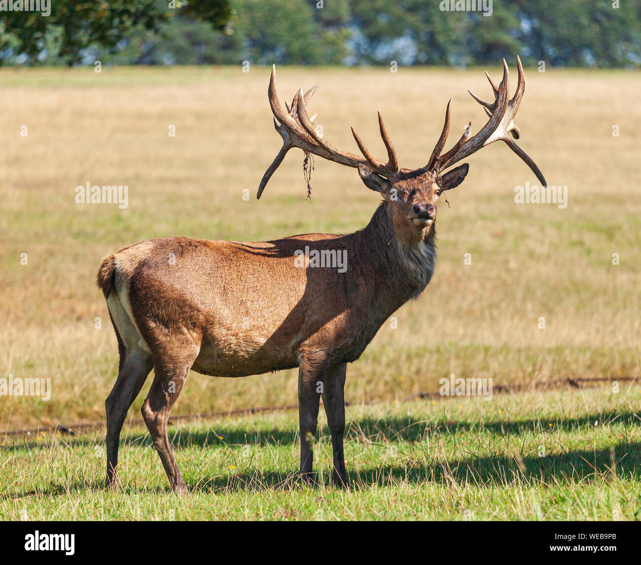 Red deer Stag Woburn Abbey. Stock Photo