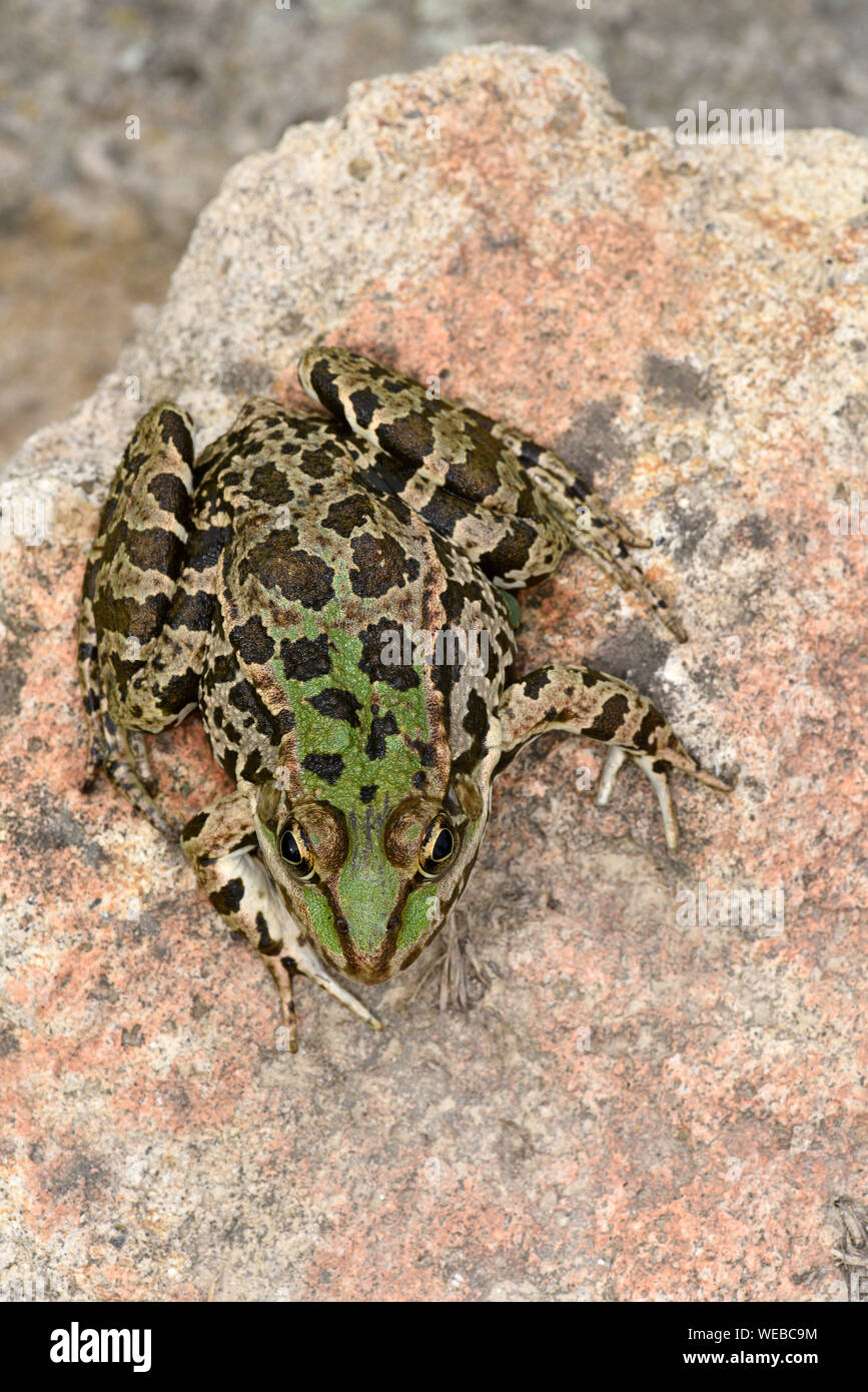 Marsh Frog (Pelophylax ridibundus) sitting on rock, view from above, Bulgaria, April Stock Photo