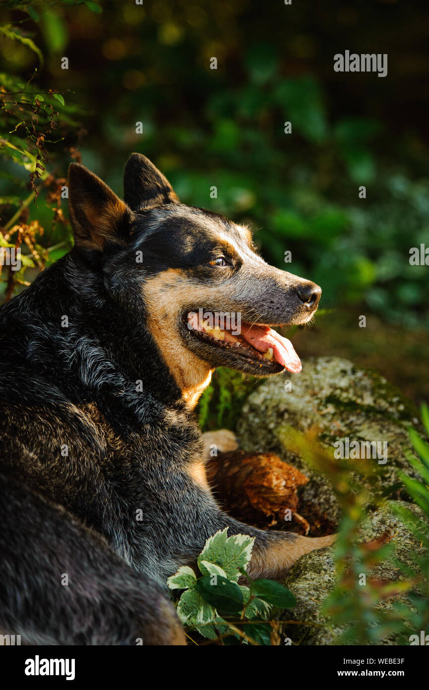 Close-up Of Dog Sticking Out Tongue Stock Photo