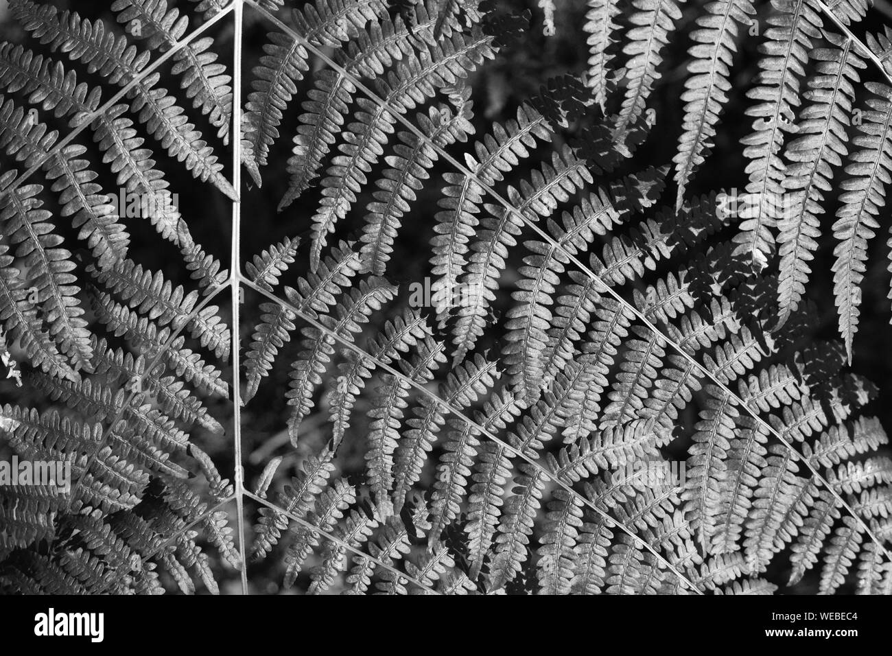 close up of fern leaves natural background in black and white Stock Photo