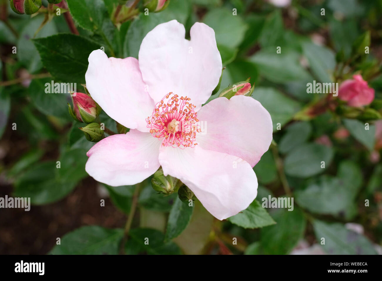 Close-up of pale pink flowers of Rose 'The Charlatan', Rosa 'The Charlatan Meiguimov' Stock Photo