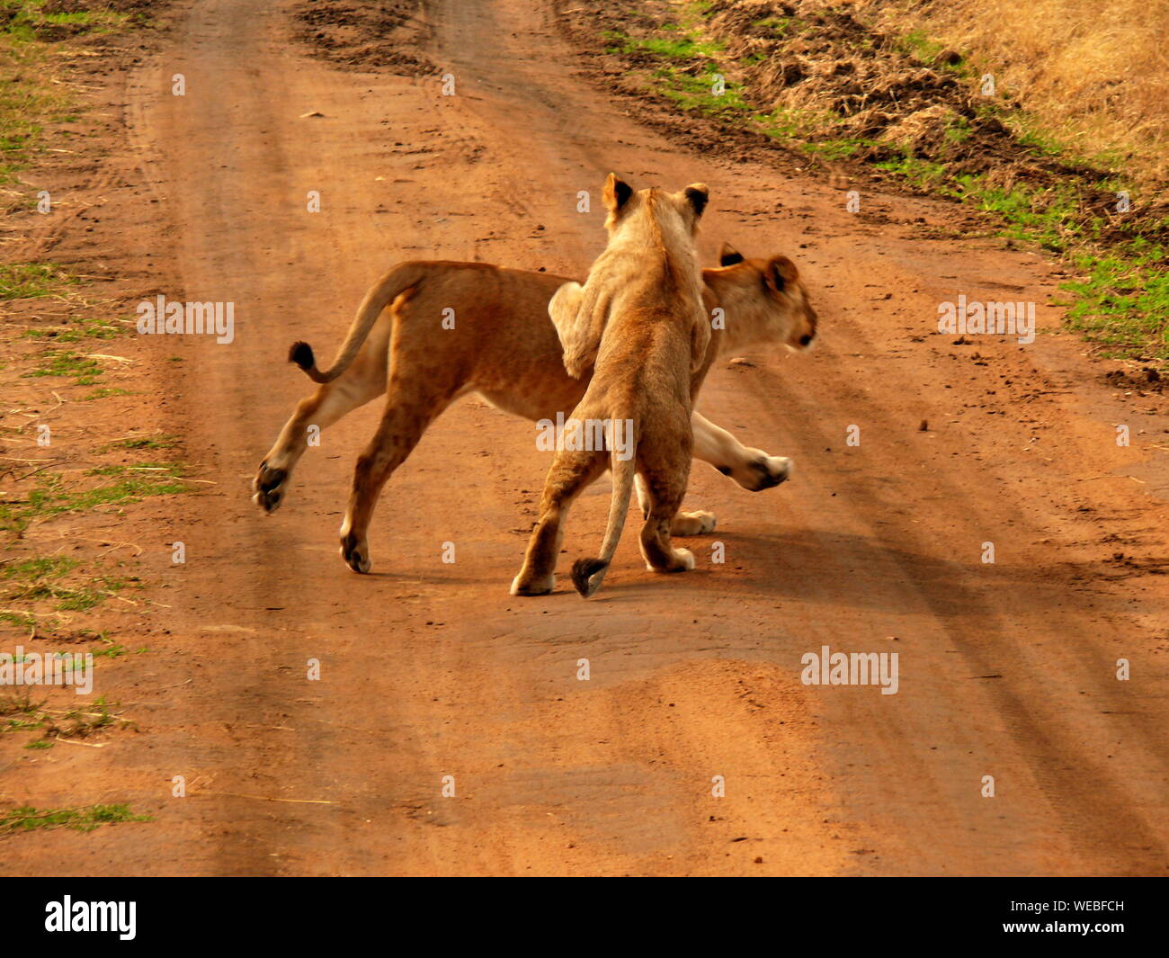 Two Young Lions Playing Around Dirt Road Stock Photo