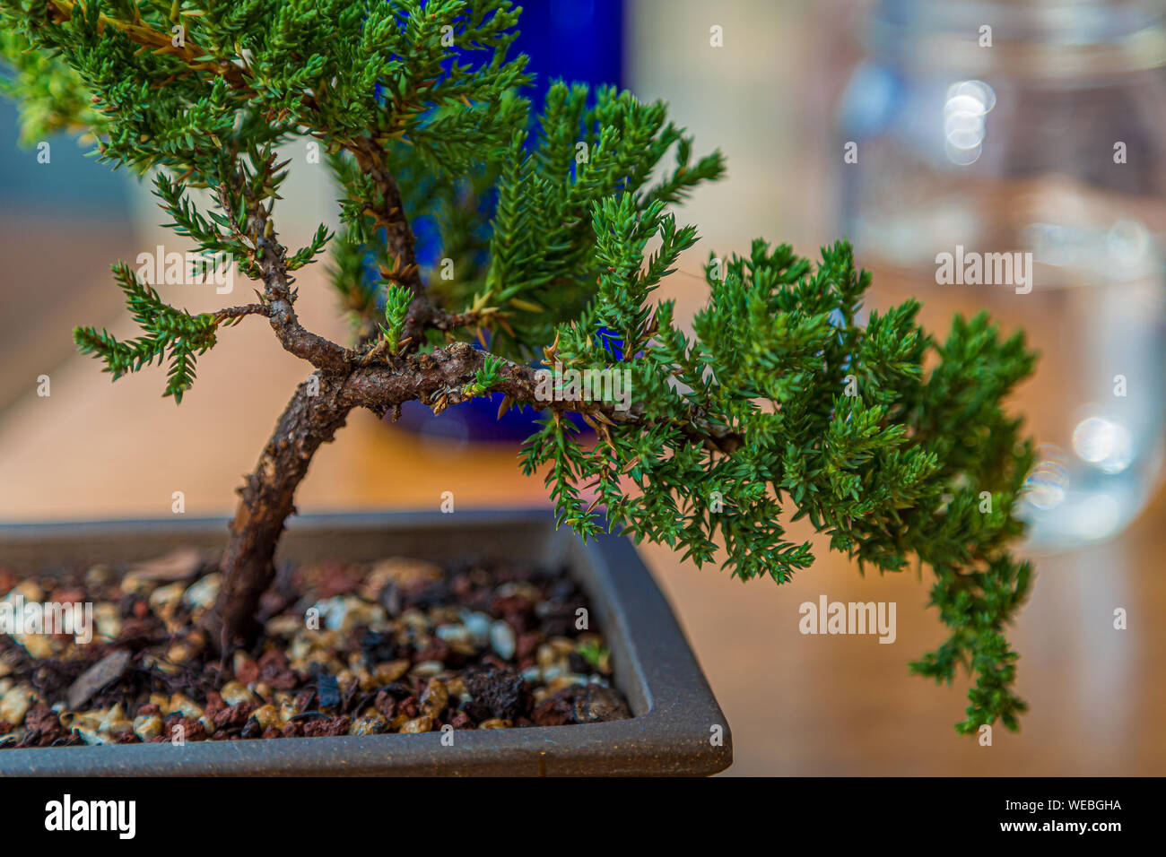 Bonsai Tree on Table Stock Photo Alamy