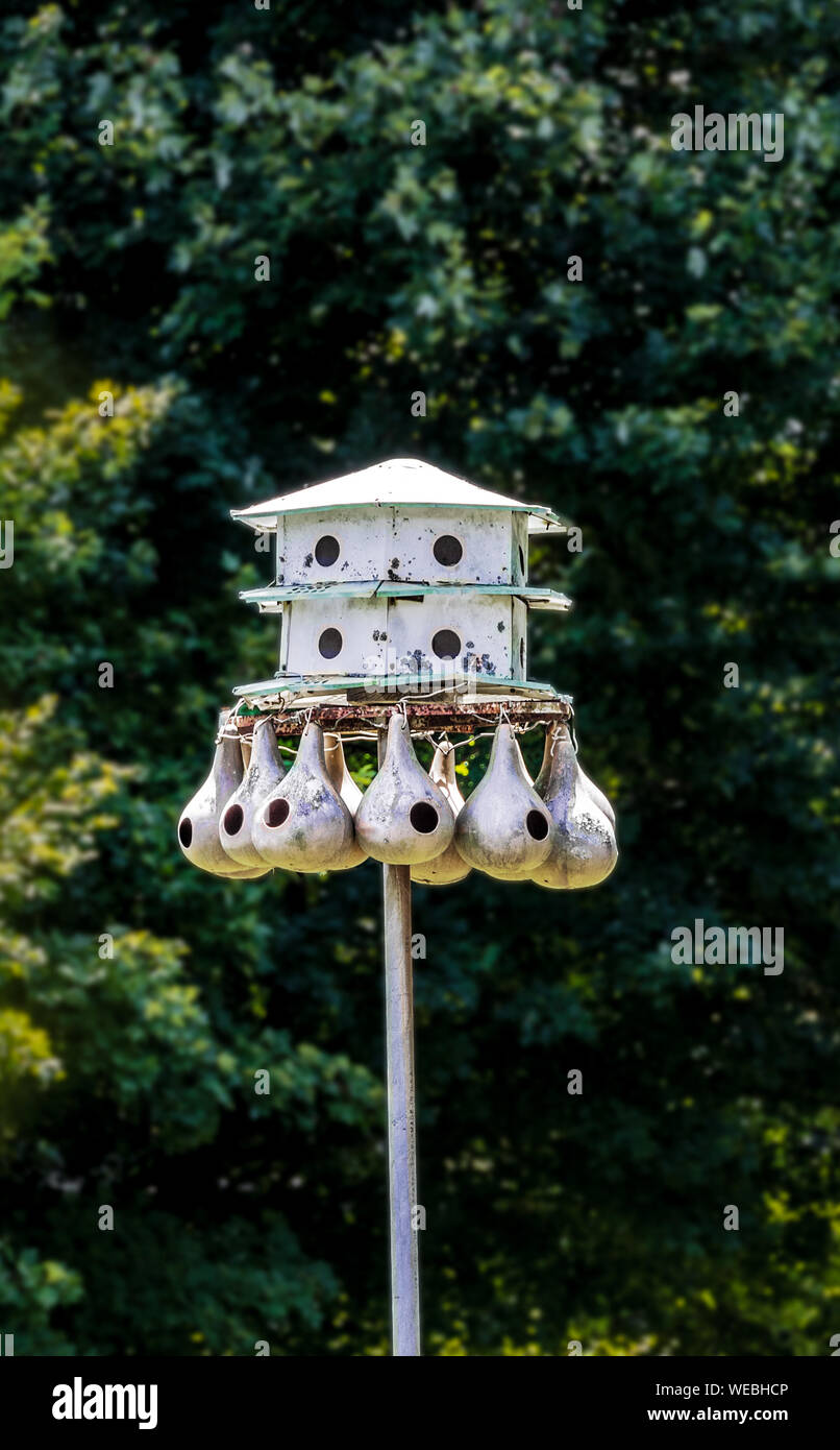Multiple gourds, made into bird houses, hang from white painted wood birdhouses on steel pole.  Typically used by purple martins.  Blurred foliage bac Stock Photo