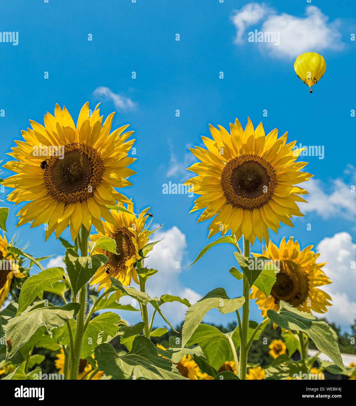 Two Sunflowers on Blue Stock Photo