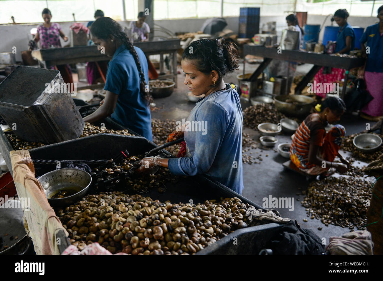 INDIA, Karnataka, Moodbidri, cashew processing factory, imported raw cashew nuts from africa are processed for export, women crack raw nuts manually with iron cracking tool , the nut shells contain a aggressive acid, women protect hands with oil or gloves Stock Photo