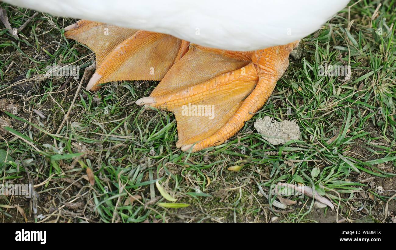 Duck feet hires stock photography and images Alamy