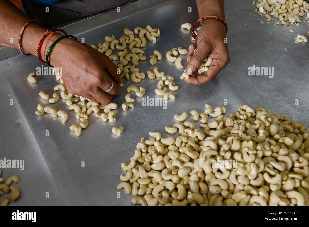 INDIA, Karnataka, Moodbidri, cashew processing factory, imported raw cashew nuts from africa are processed to peeled and salted cashew kernels for export , women sorting different qualities and size Stock Photo