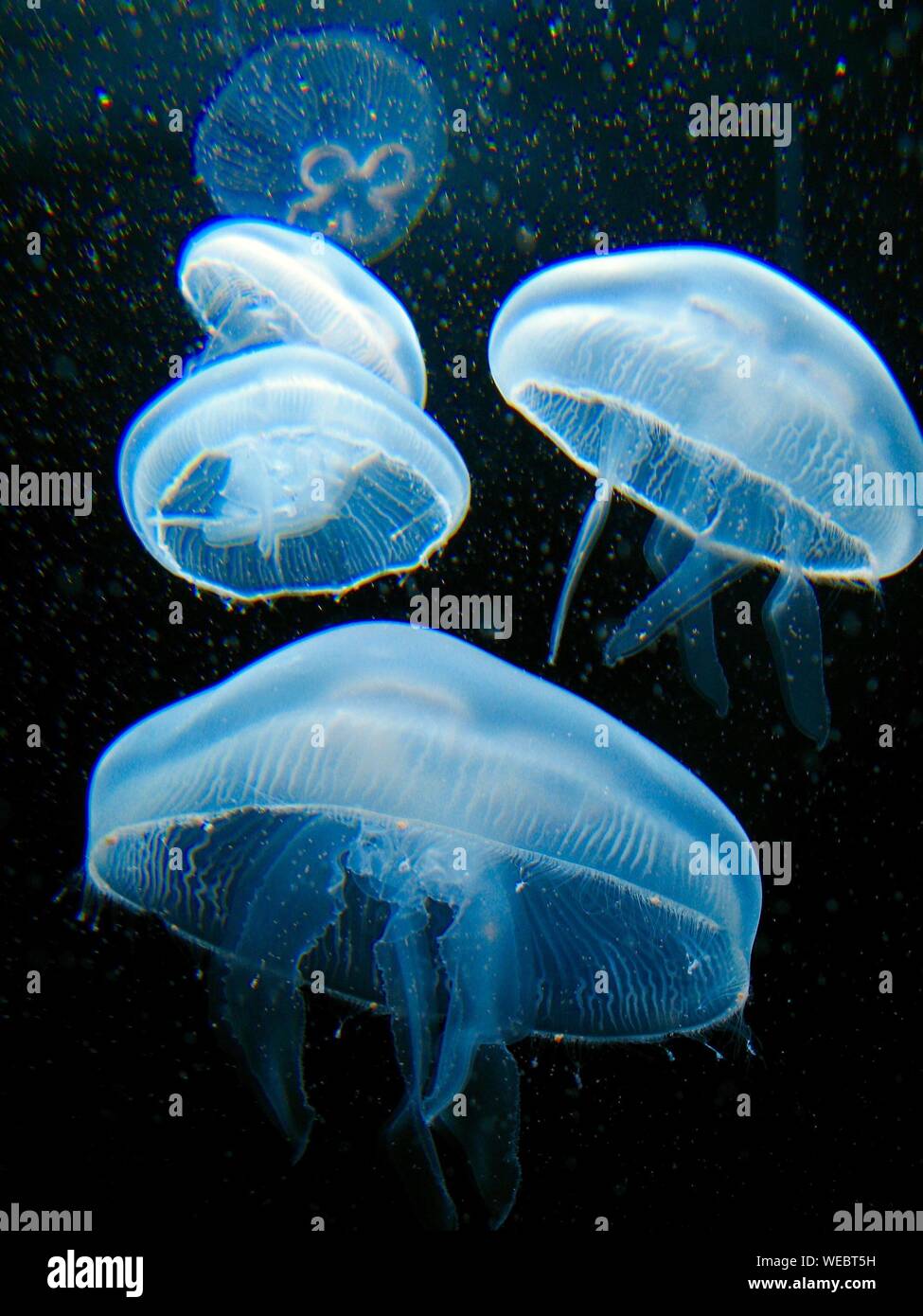 Moon Jellyfish Swimming At Aquarium Stock Photo