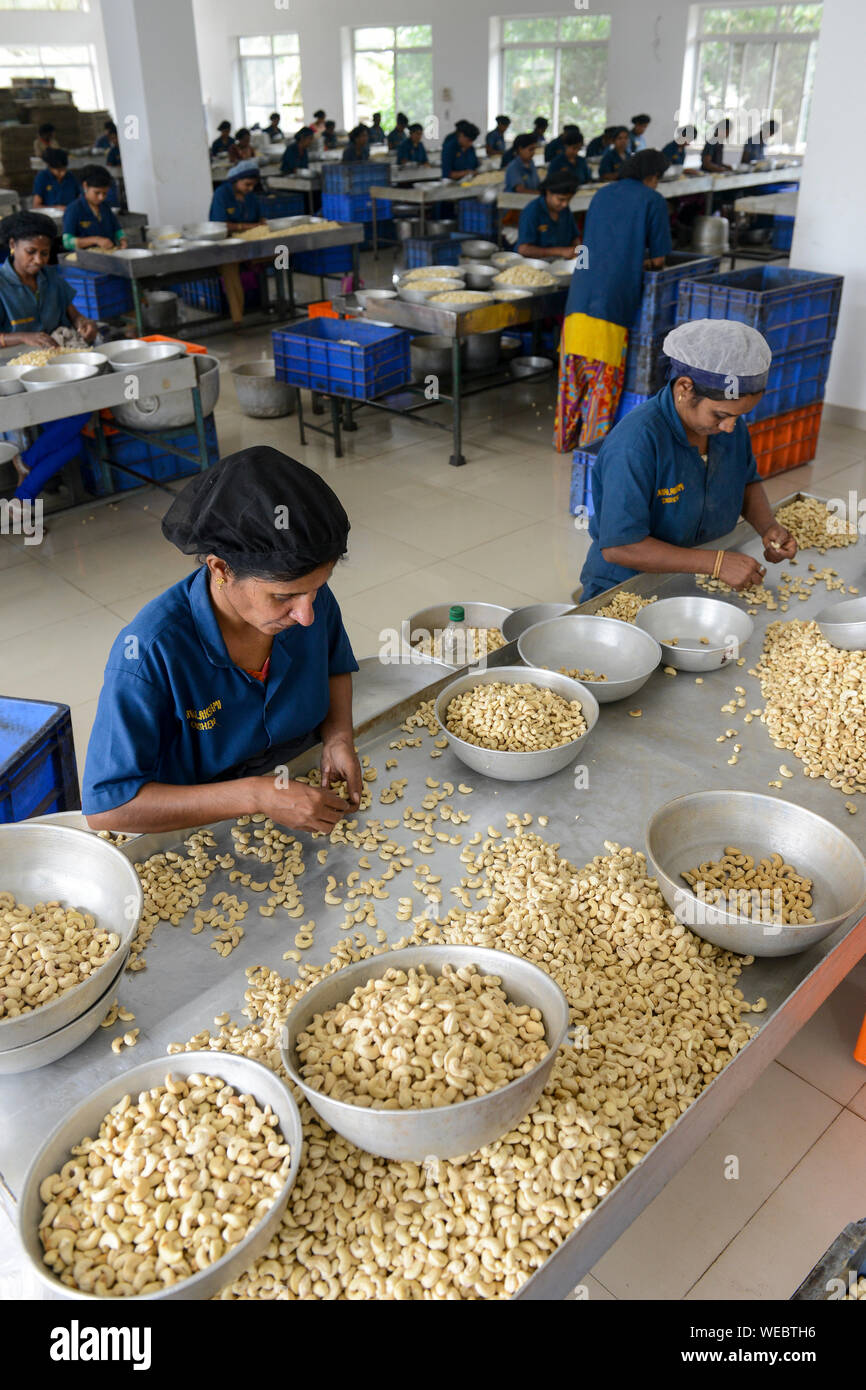 INDIA, Karnataka, Moodbidri, cashew processing factory, imported raw cashew nuts from africa are processed to peeled and salted cashew kernels for export , women sorting different qualities and size Stock Photo