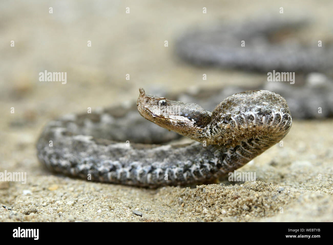 Horned Viper (Vipera ammodytes) curled up on ground, in strike posture,  Bulgaria, April Stock Photo - Alamy