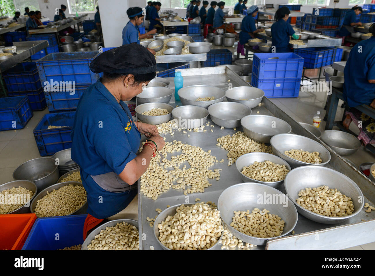 INDIA, Karnataka, Moodbidri, cashew processing factory, imported raw cashew nuts from africa are processed to peeled and salted cashew kernels for export , women sorting different qualities and size Stock Photo