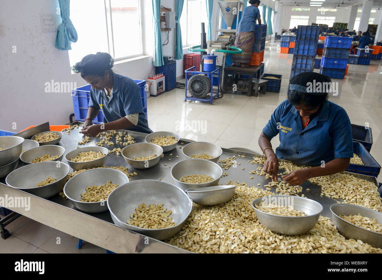 INDIA, Karnataka, Moodbidri, cashew processing factory, imported raw cashew nuts from africa are processed to peeled and salted cashew kernels for export , women sorting different qualities and size Stock Photo