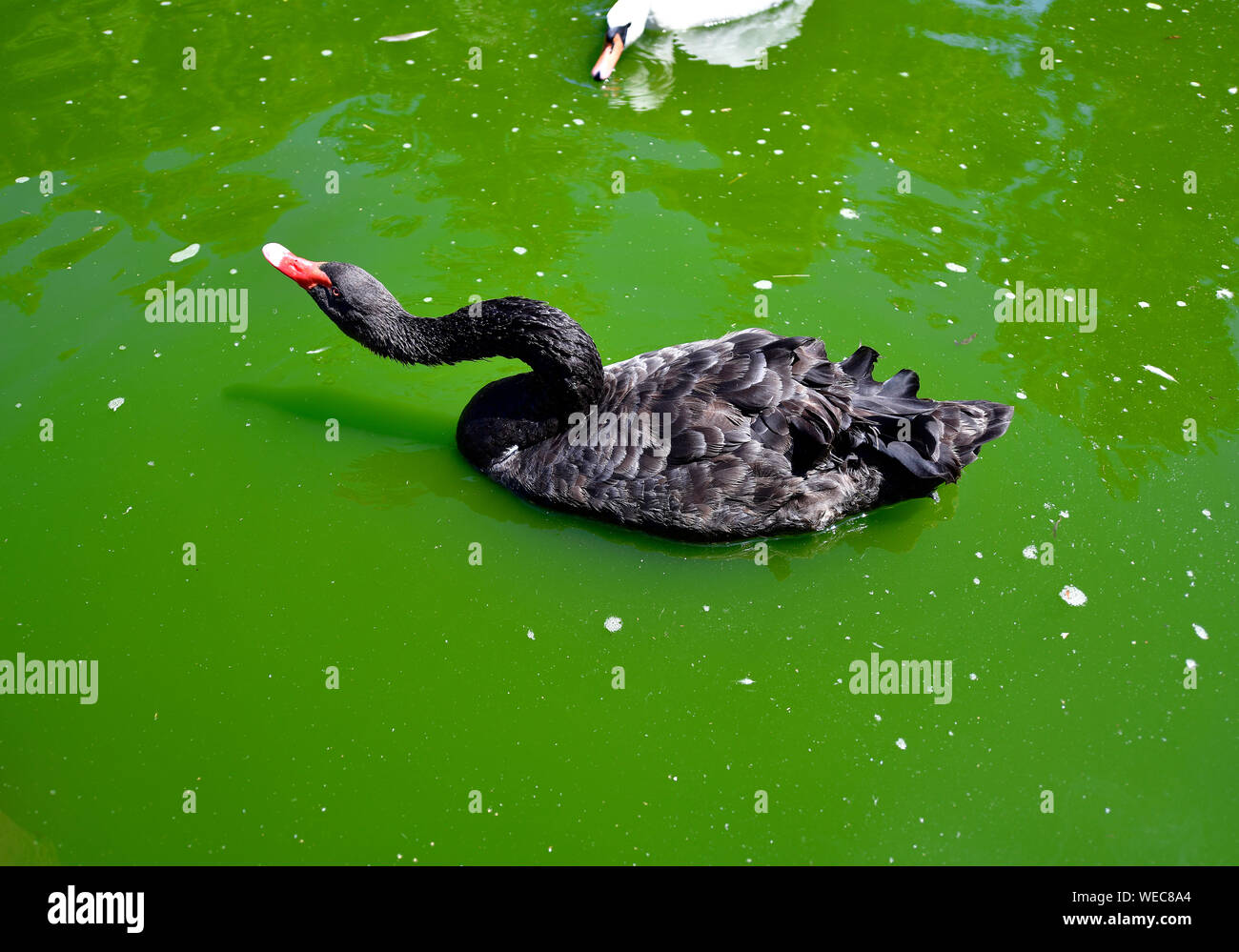 The Black Swan is a bird from the genus of swans of the duck family. Stock Photo