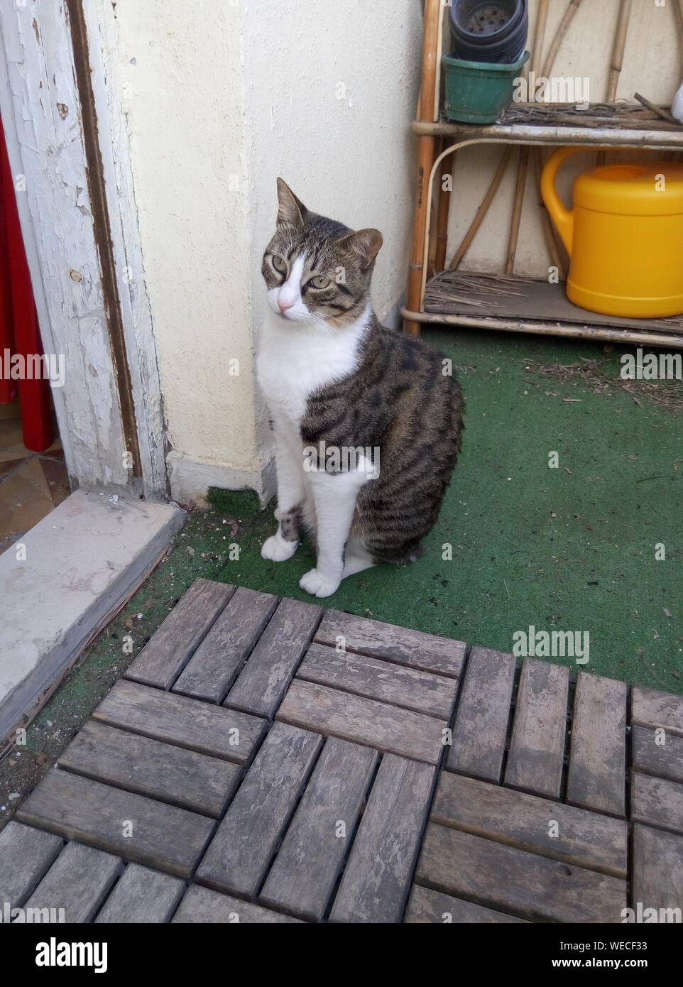 Cat Sitting On Doorway Stock Photo Alamy