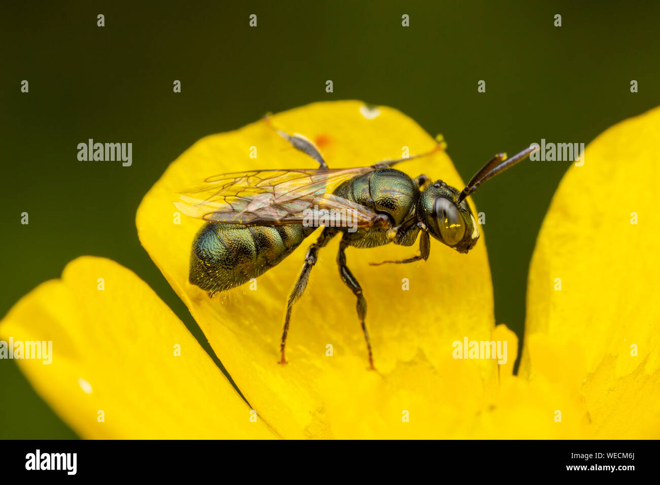 A Small Carpenter Bee (Ceratina sp.) subgenus Zadontomerus visits a flower to collect pollen and nectar. Stock Photo
