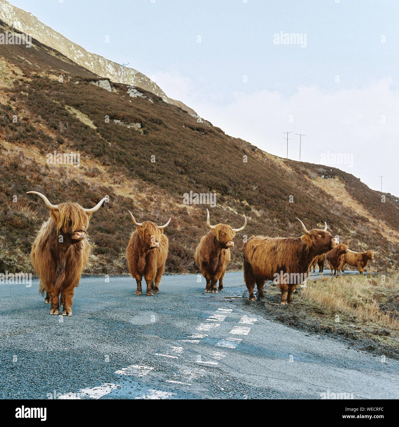 Cattle Road Hi res Stock Photography And Images Alamy cattle-road-hi-res-stock-photography-and-images-alamy