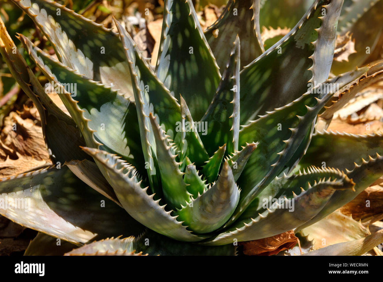 Aloe Vera plant in the mountain top village of Comares, Axarquia,  Andalucia, Spain, Europe Stock Photo - Alamy