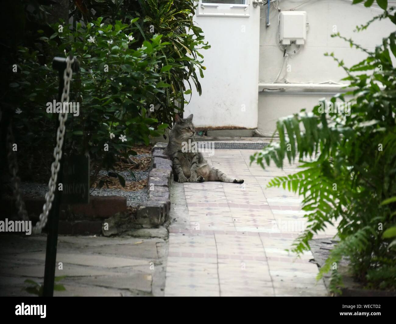 Wide shot with one of the pampered cats relaxing in the gardens of the Hemingway house in Key West, Florida Stock Photo