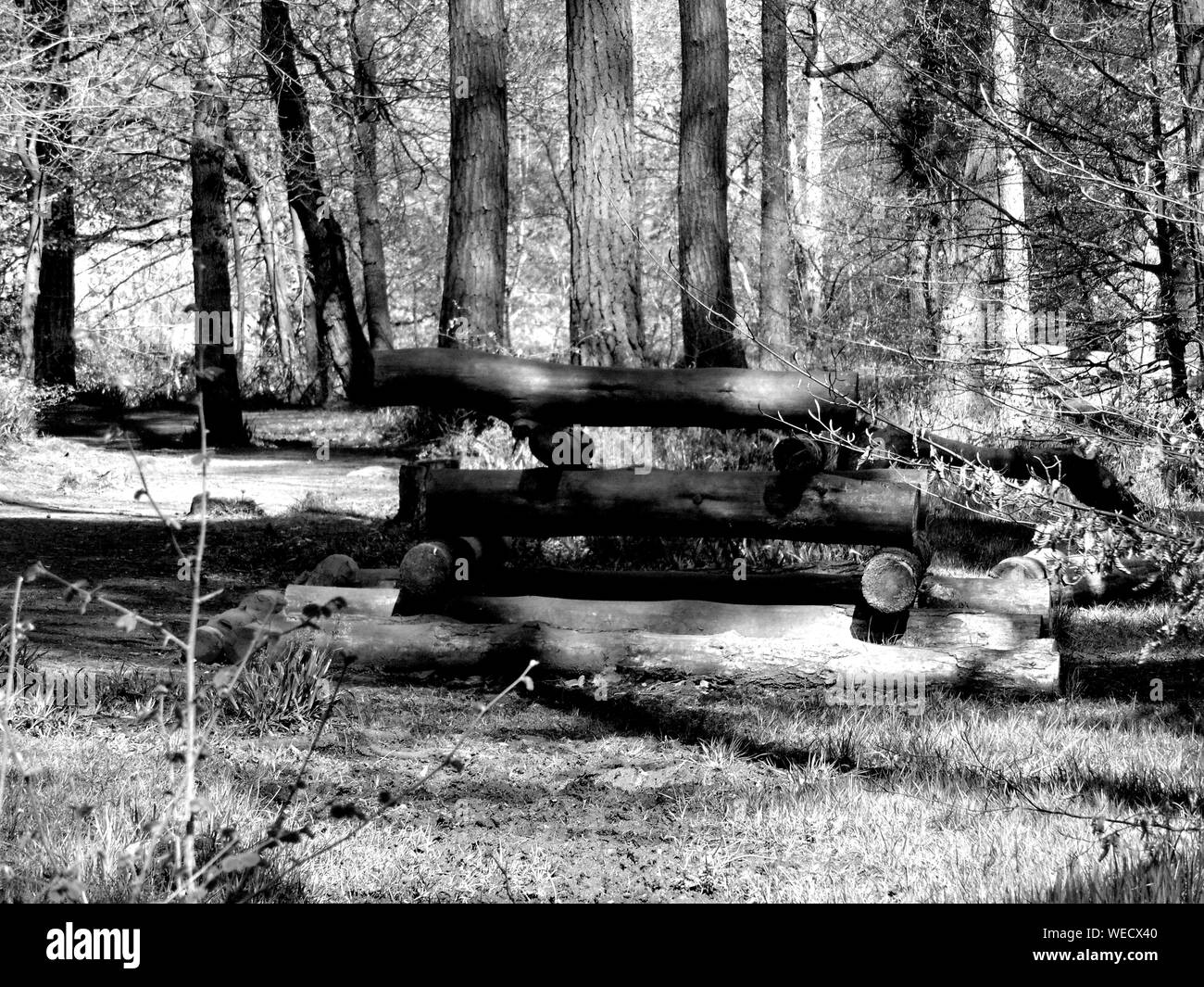 Stack Of Logs On Field In Forest Stock Photo Alamy