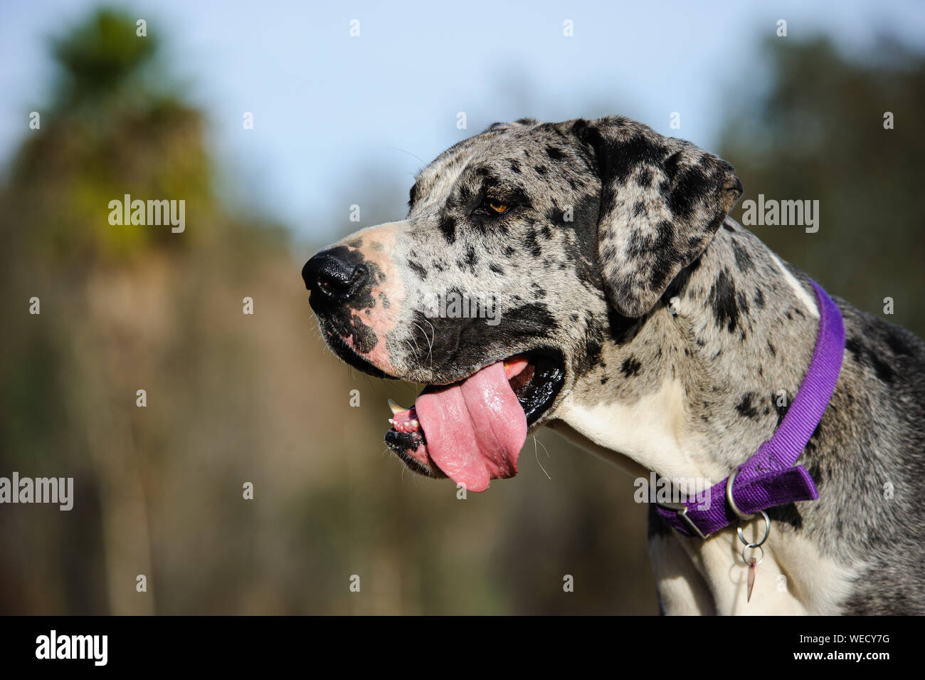 Close-up Of Great Dane Looking Away Stock Photo